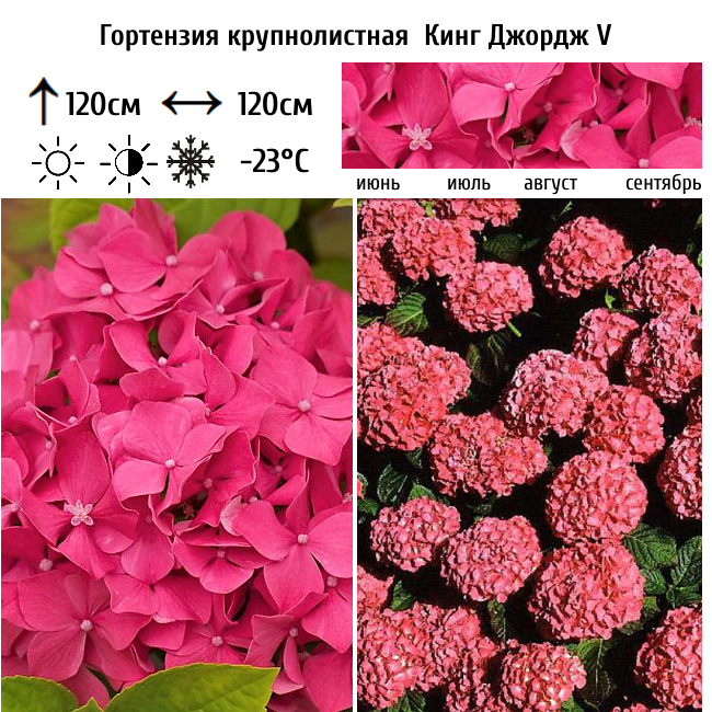 Гортензия крупнолистная Кинг Джордж V