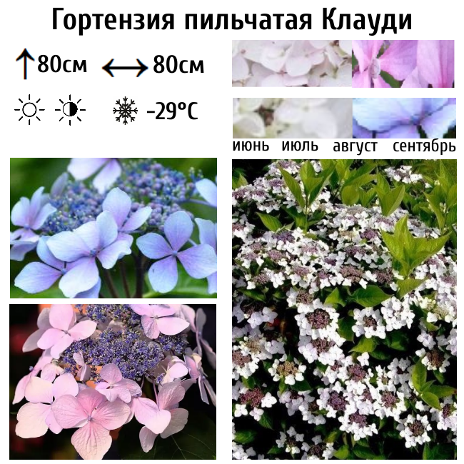 Гортензия пильчатая Клауди