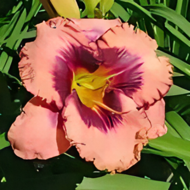 Лилейник Даринг Десепшн