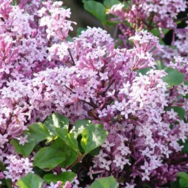 Сирень Мейера Палибин