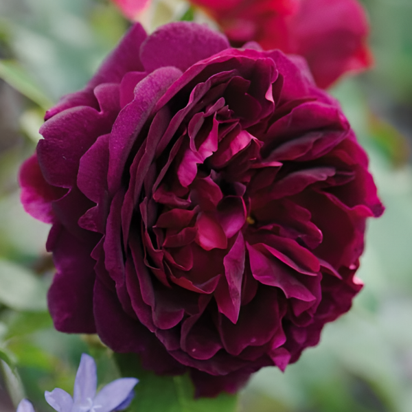 Роза флорибунда D.Austin Munstead Wood