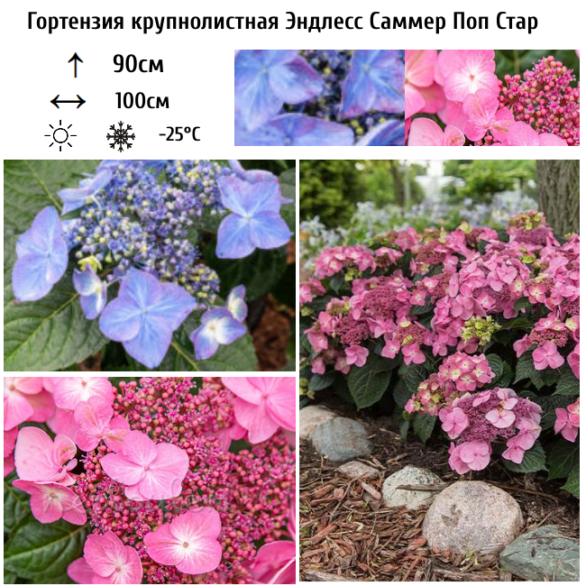 Гортензия крупнолистная Эндлесс Саммер Поп Стар