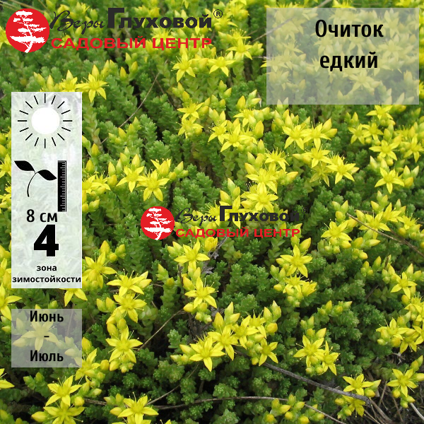 Очиток едкий 