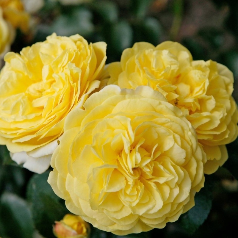 Роза флорибунда Solero