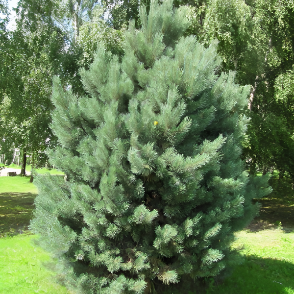 Сосна обыкновенная "Ватерери" - Pinus sylvestris Watereri
