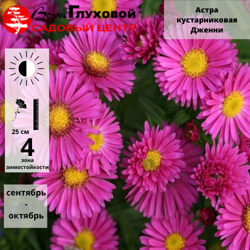 Астра кустарниковая Дженни