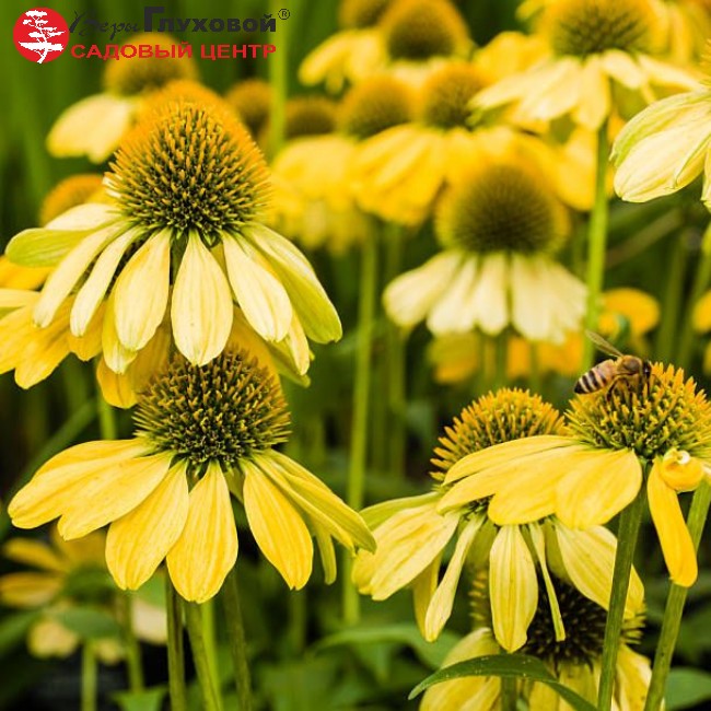 Эхинацея пурпурная Меллоу Еллоу